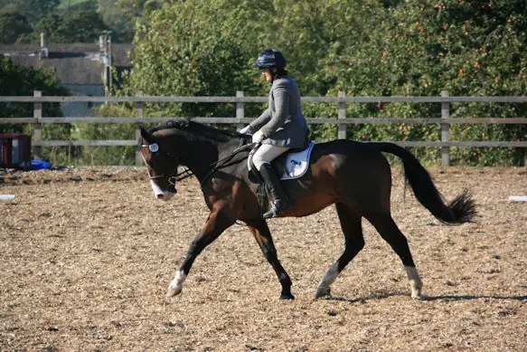 Dressage competition